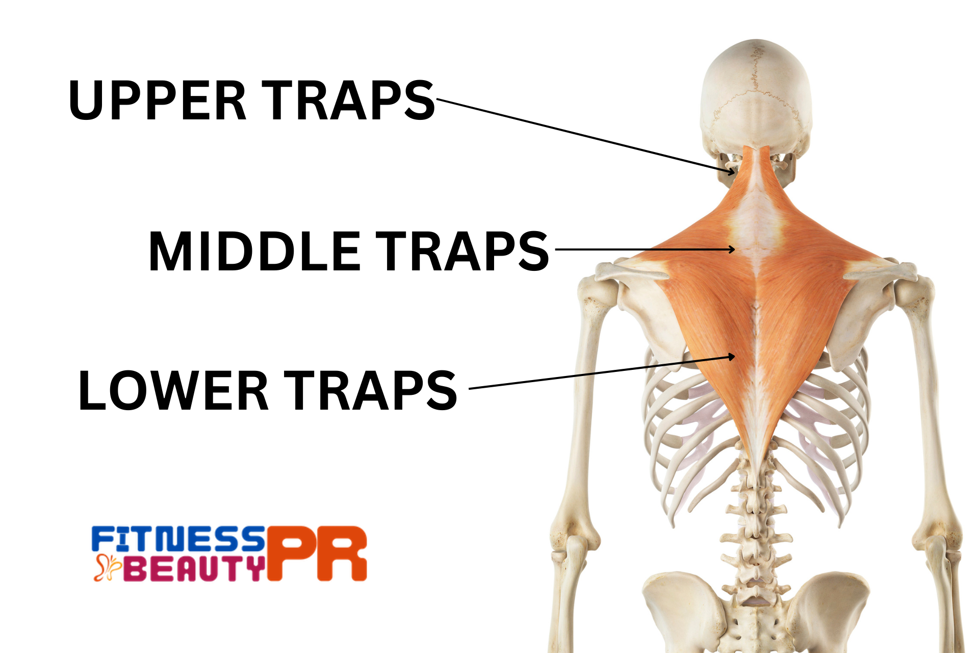 The Ultimate Guide to the Best Trap Exercises for a Strong Upper Body